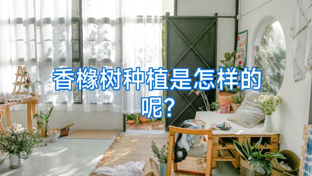 香橼树种植是怎样的呢?