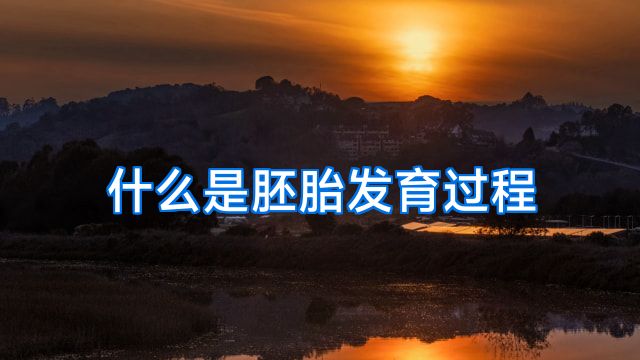 什么是胚胎发育过程