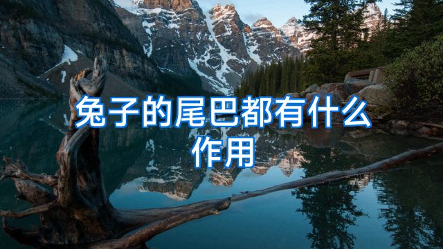 兔子的尾巴都有什么作用