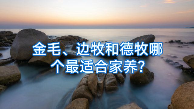 金毛、边牧和德牧哪个最适合家养?