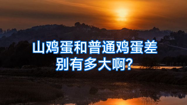 山鸡蛋和普通鸡蛋差别有多大啊?