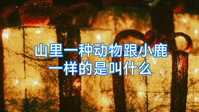 山里一种动物跟小鹿一样的是叫什么
