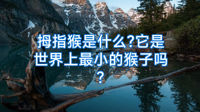 拇指猴是什么?它是世界上最小的猴子吗?