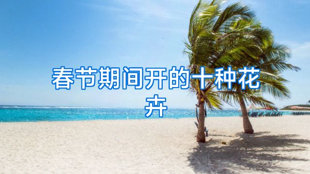 春节期间开的十种花卉