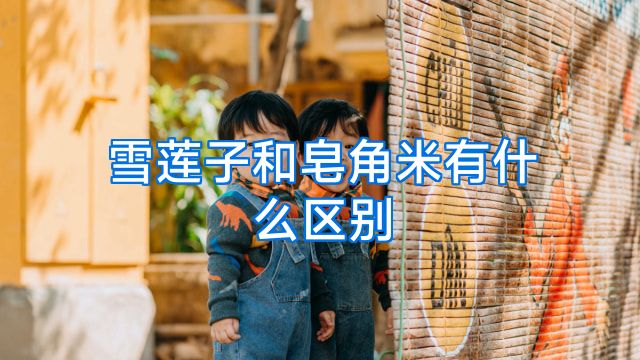 雪莲子和皂角米有什么区别