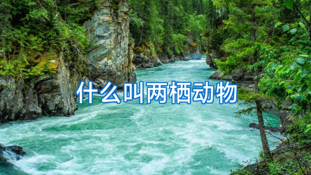 什么叫两栖动物