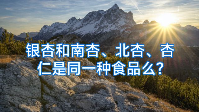 银杏和南杏、北杏、杏仁是同一种食品么?