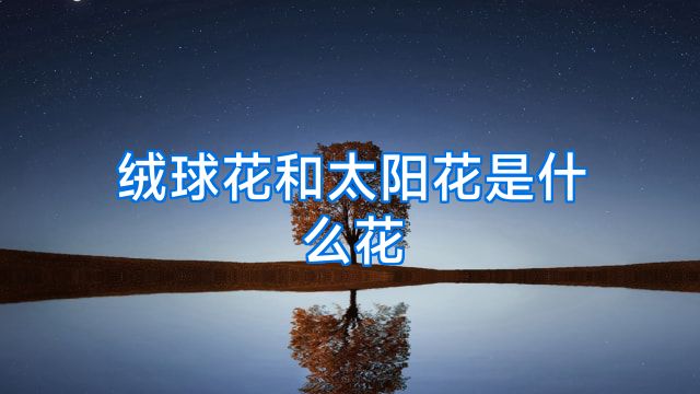绒球花和太阳花是什么花