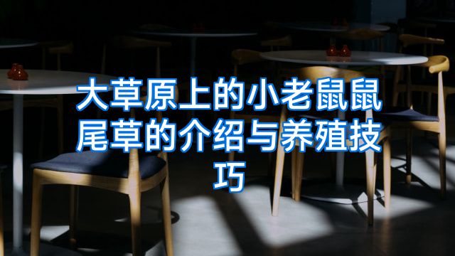 大草原上的小老鼠鼠尾草的介绍与养殖技巧
