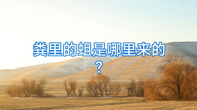 粪里的蛆是哪里来的?