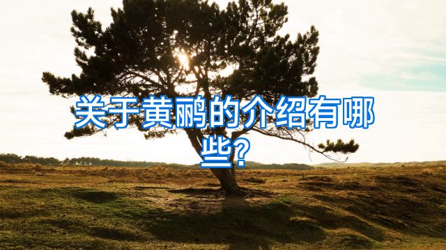 关于黄鹂的介绍有哪些?