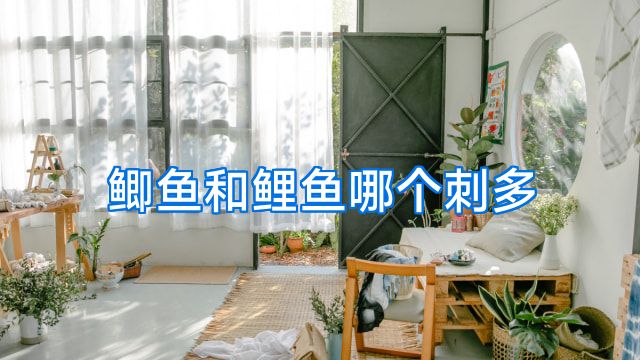 鲫鱼和鲤鱼哪个刺多