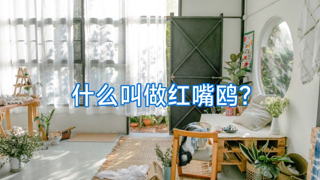 什么叫做红嘴鸥?