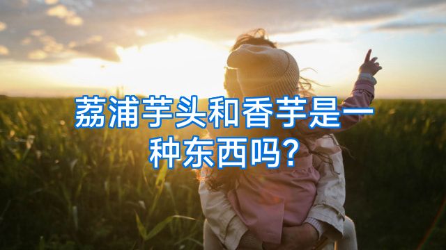 荔浦芋头和香芋是一种东西吗?