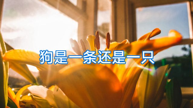 狗是一条还是一只
