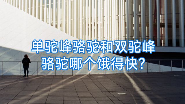 单驼峰骆驼和双驼峰骆驼哪个饿得快?