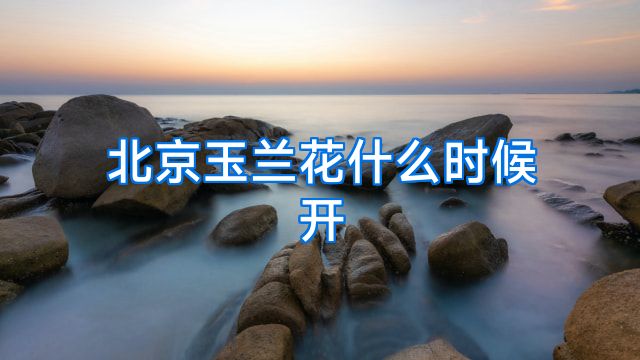 北京玉兰花什么时候开