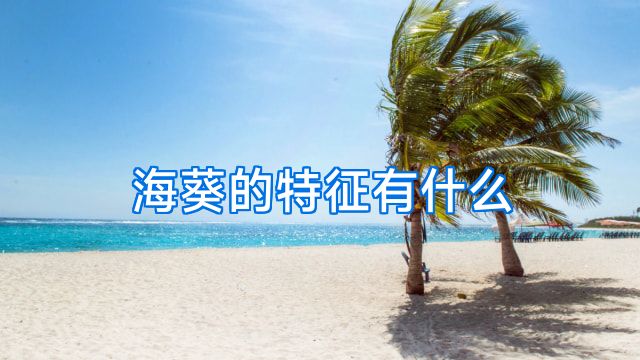海葵的特征有什么