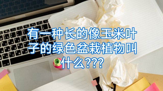 有一种长的像玉米叶子的绿色盆栽植物叫什么???