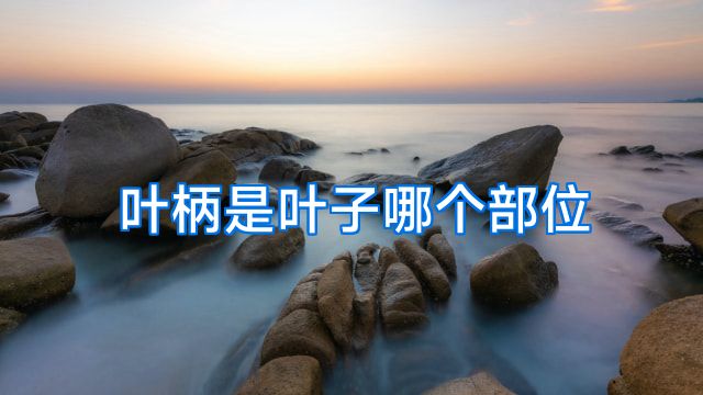 叶柄是叶子哪个部位