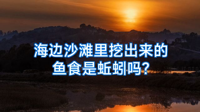 海边沙滩里挖出来的鱼食是蚯蚓吗?
