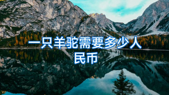 一只羊驼需要多少人民币