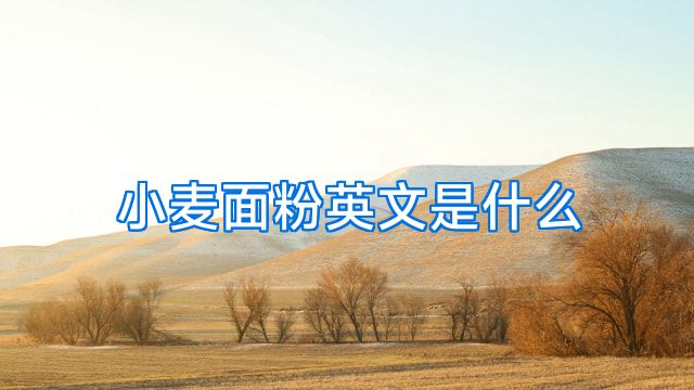 小麦面粉英文是什么