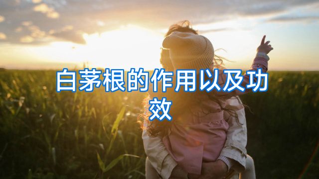 白茅根的作用以及功效
