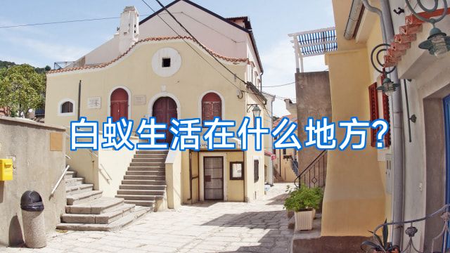 白蚁生活在什么地方?