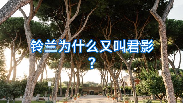 铃兰为什么又叫君影?