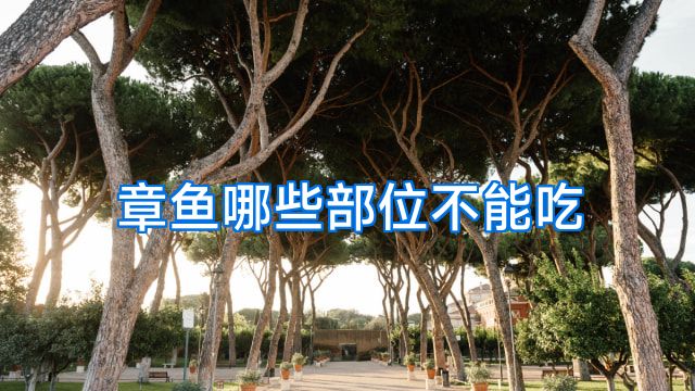 章鱼哪些部位不能吃