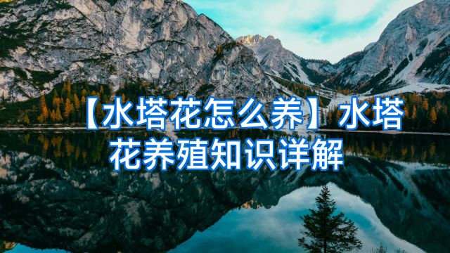 【水塔花怎么养】水塔花养殖知识详解