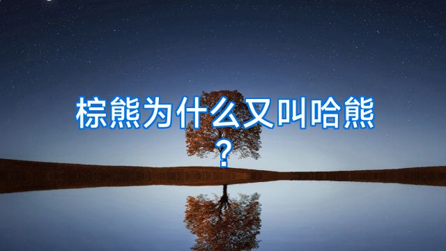 棕熊为什么又叫哈熊?
