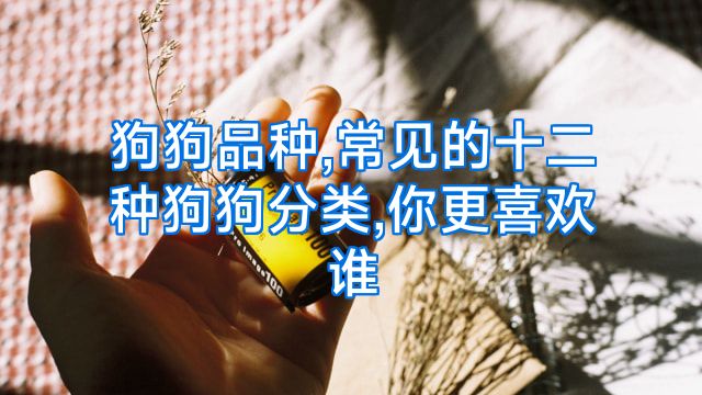 狗狗品种,常见的十二种狗狗分类,你更喜欢谁