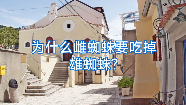 为什么雌蜘蛛要吃掉雄蜘蛛?
