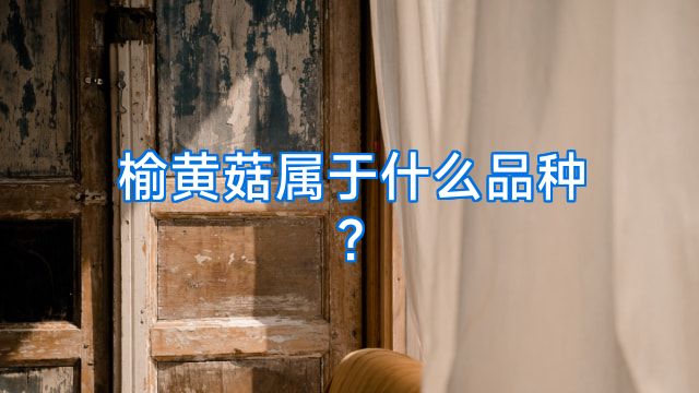 榆黄菇属于什么品种?