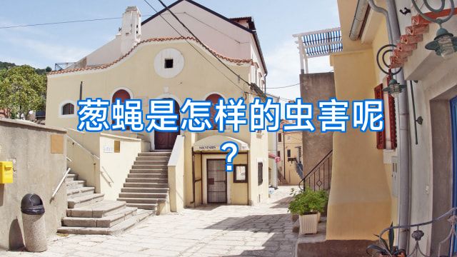 葱蝇是怎样的虫害呢?