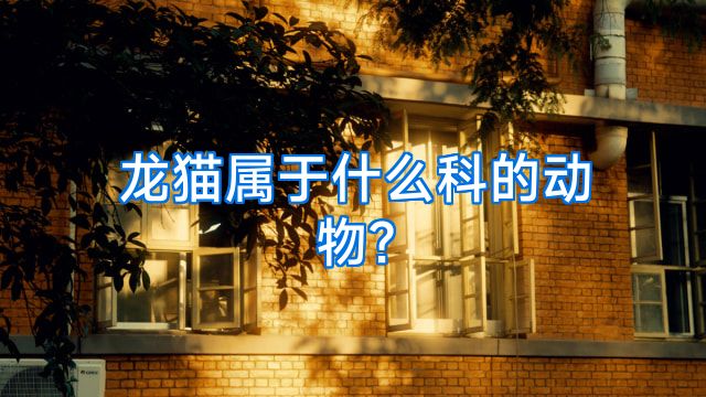 龙猫属于什么科的动物?