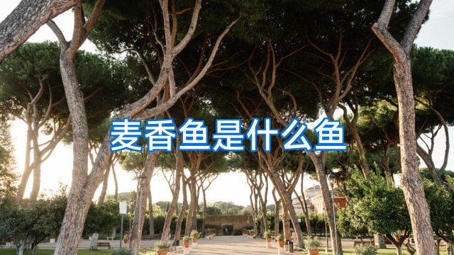 麦香鱼是什么鱼