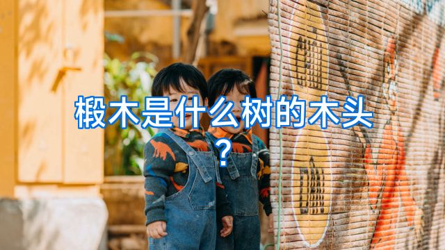 椴木是什么树的木头?