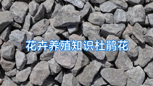 花卉养殖知识杜鹃花