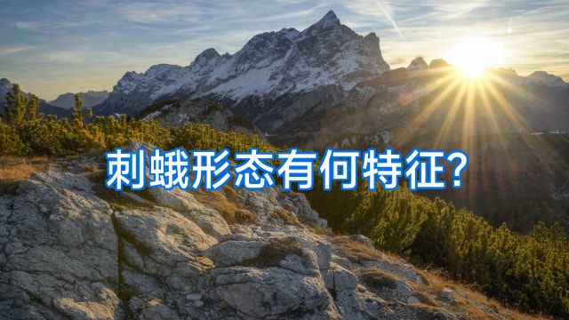 刺蛾形态有何特征?