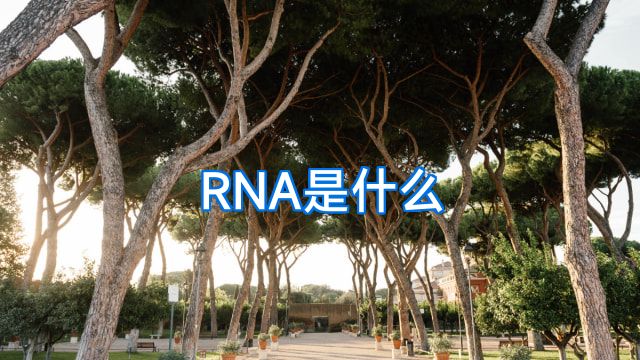 RNA是什么