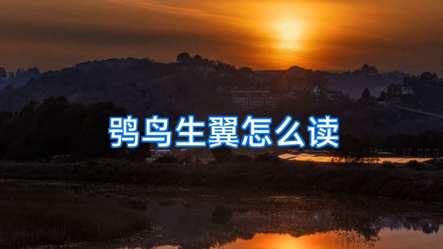 鸮鸟生翼怎么读