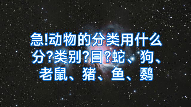 急!动物的分类用什么分?类别?目?蛇、狗、老鼠、猪、鱼、鹦