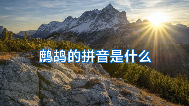 鹧鸪的拼音是什么