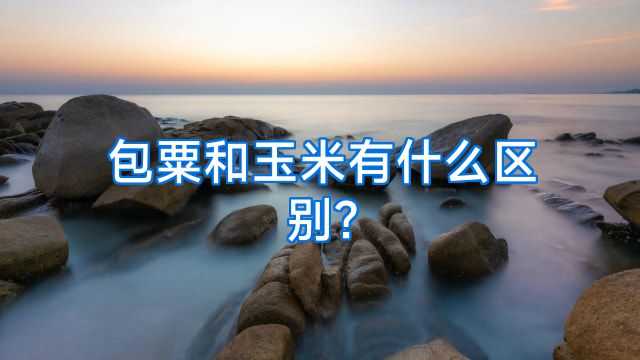 包粟和玉米有什么区别?