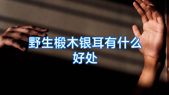 野生椴木银耳有什么好处