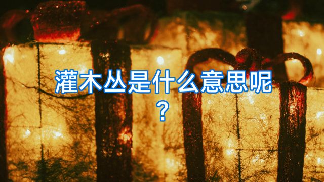 灌木丛是什么意思呢?