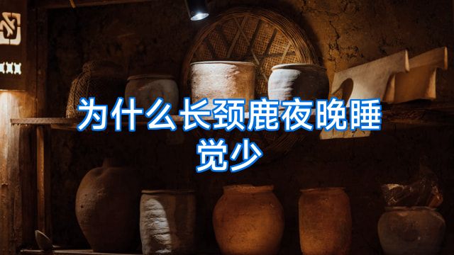 为什么长颈鹿夜晚睡觉少